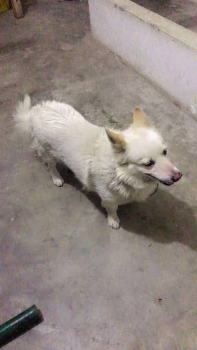 White Pomeranian Dog for Sale – Friendly & Cute