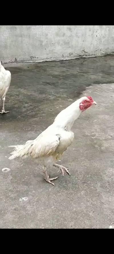 heery phaty black aseel phatiya for sale price ek phaty ki 03105018329