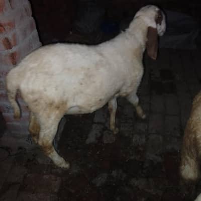 2 male sheeps for sale price  200000