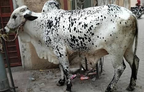 4.5 + Mann, 2 teeth, double shade black and white,ready for Qurbani
