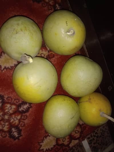 Bail Giri/  Wood Fruit