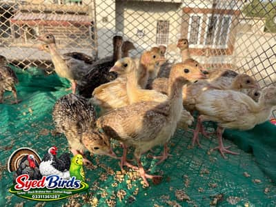 Turkey Bird Chicks