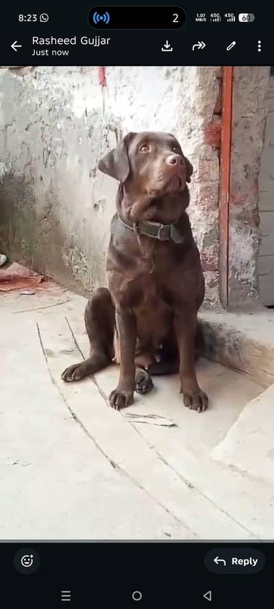Labrador female