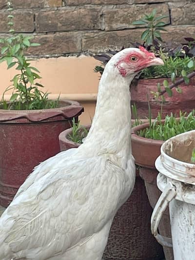 Paper white Heera Madi for Sale