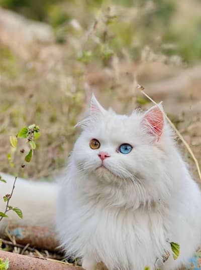 Persian cat double coated eyes