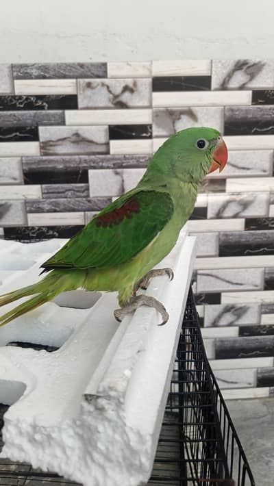 raw parrot for sale price 14k location nowshera