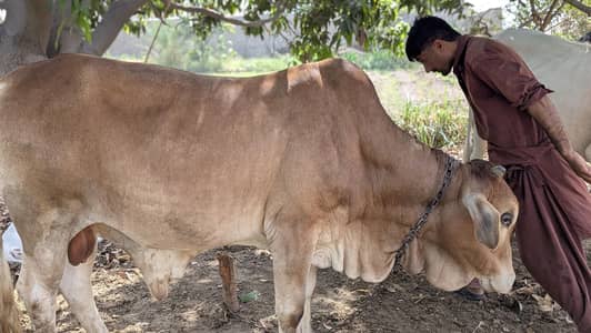 Bachraa For Sale For Eid