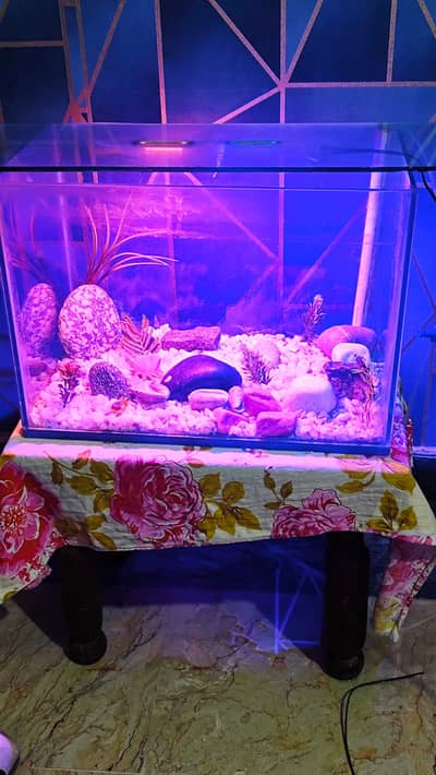 fish aquarium tank with oxygen pump