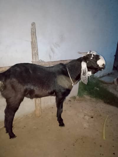 3 bakry for sale dondy