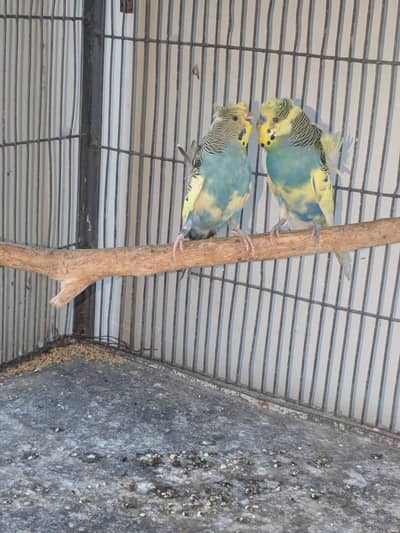 hogoromo double flower breeder pair