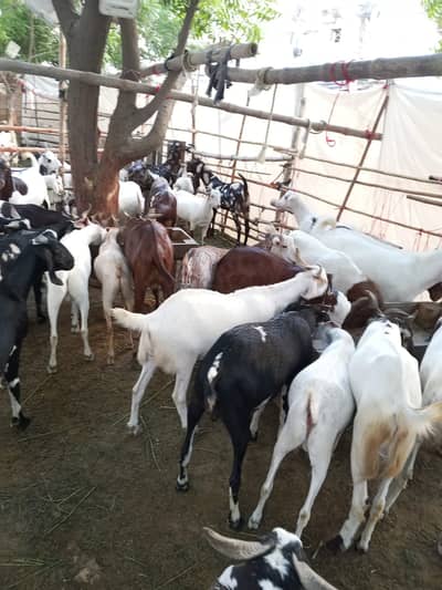 Goat for sale Bakra for sale