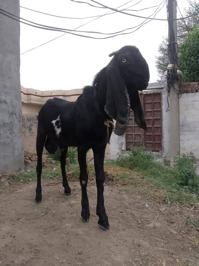 Ghar k Bakra ha Alhumiullah
