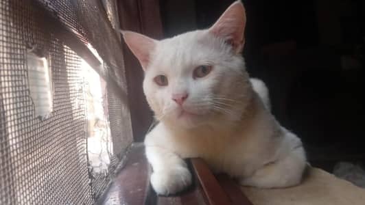 male Persian cat