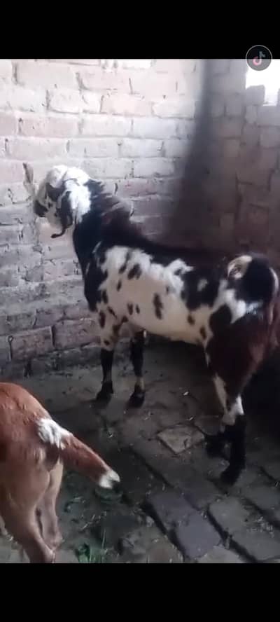 Bakra for qurbanii