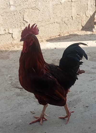 rir fertile eggs
