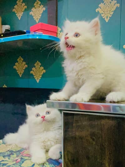 persian cat for sale MywatsapppNumber0348-55-58-176