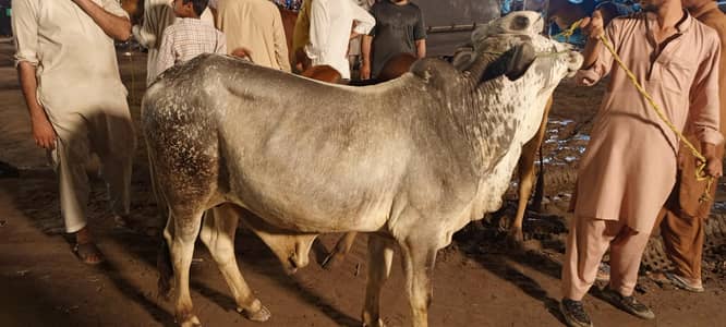 210k    Active bull live weight 250 kg beautiful color