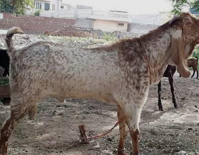 bakra for sale my WhatsApp number 03 45 70 84 4 34