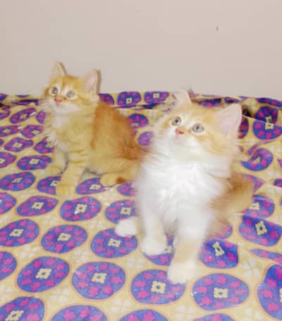 kitten for sell