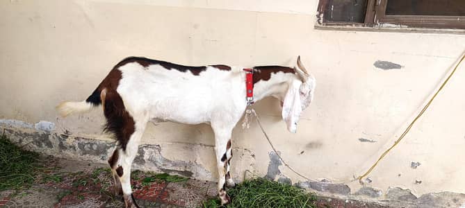 bakra 2 danth