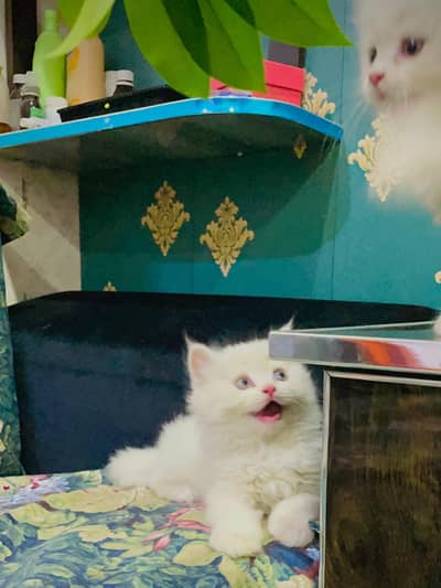 persian cat for sale MywatsapppNumber0348-55-58-176