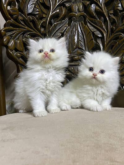 kittens prisians