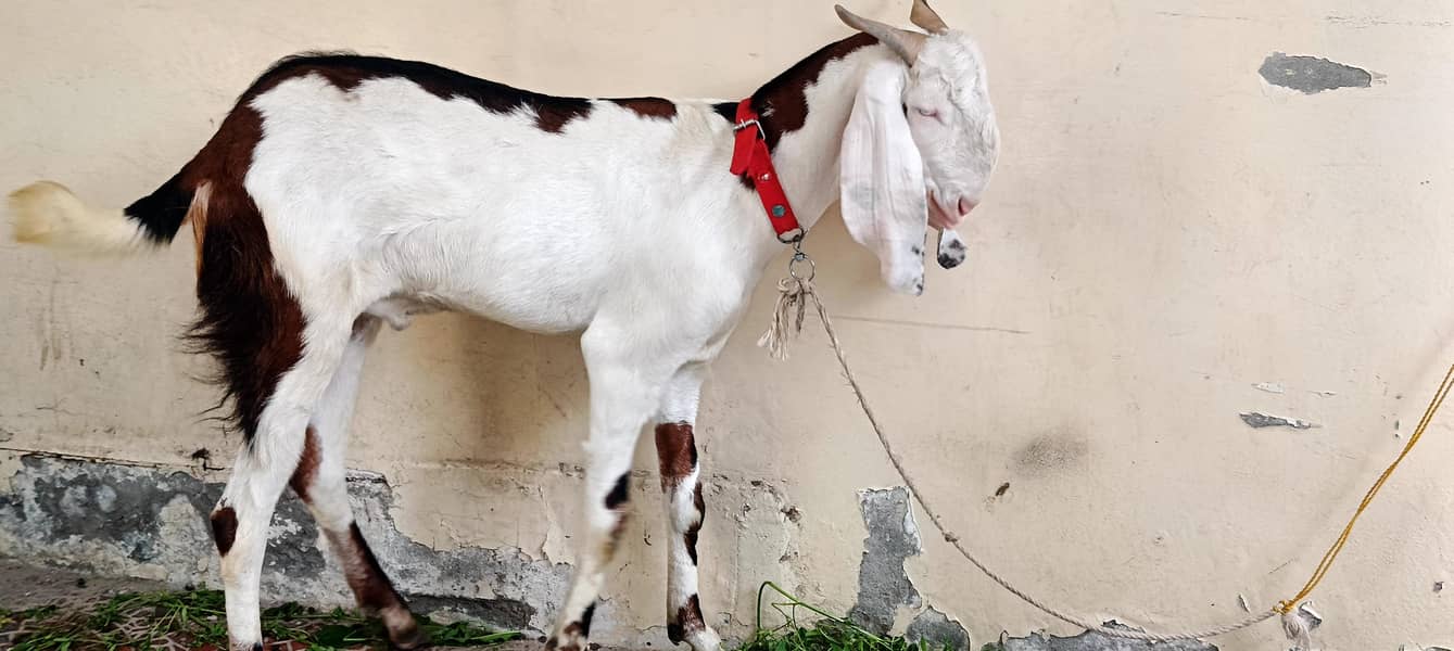bakra 2 danth 1