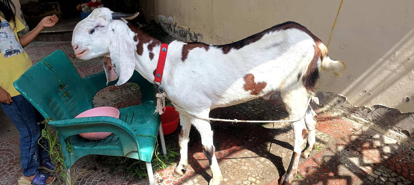 bakra 2 danth 2