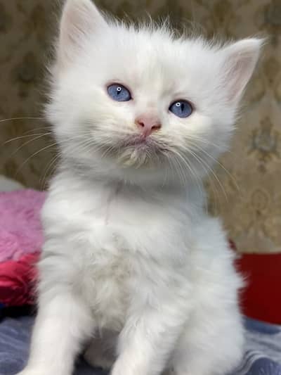 kittens, cats, baby, persian ,fluffy kittens