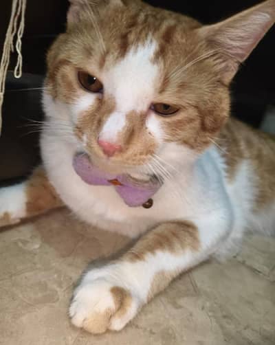 male cat