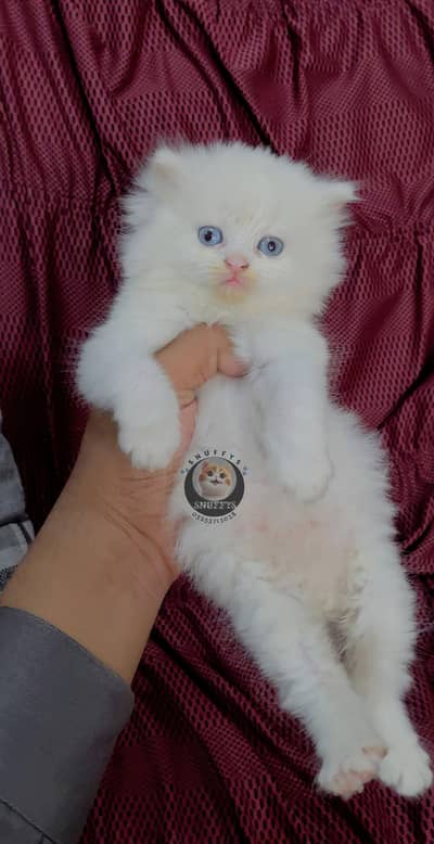 persian cat for sale MywatsapppNumber0348-55-58-176