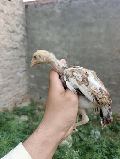 beautiful chicks