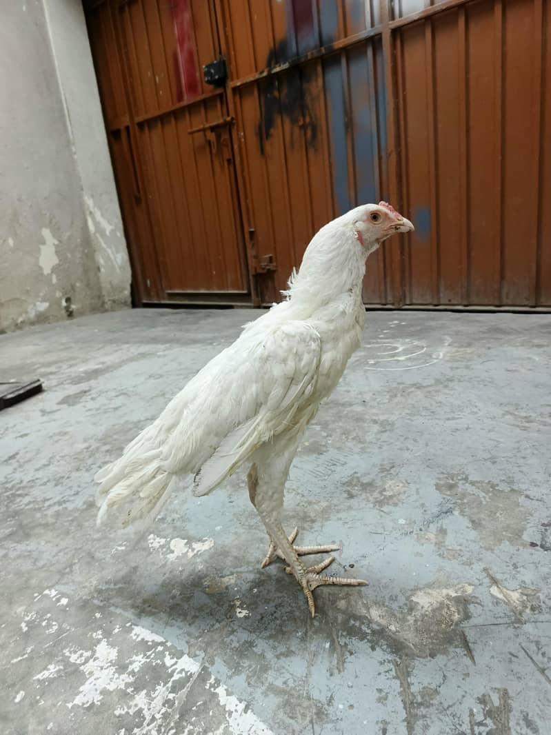 aseel chicks 2