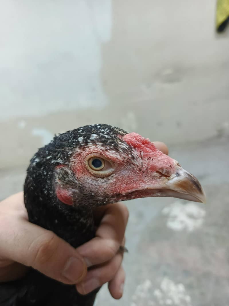 aseel chicks 3