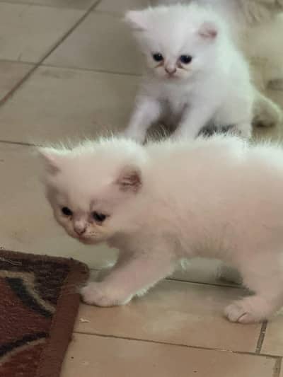 Persian kittens