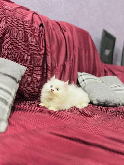 persian cat for sale MywatsapppNumber0348-55-58-176