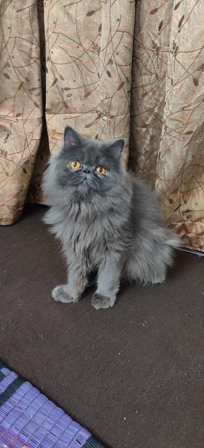 Persian  pikki face triple coat cat Kitten