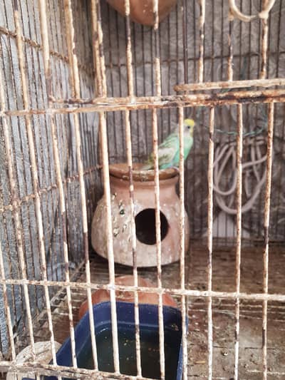Australian pair two mali and femail with iron caged