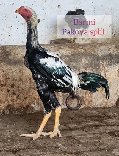 Japanese Shamu/ barmi pakoya / shamo / Aseel murgy