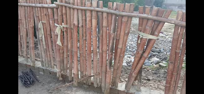 Bamboo (بانس) for sale