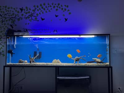 Parrot, Urau & bichardi Cichlids Available