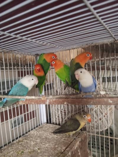love birds  for sale