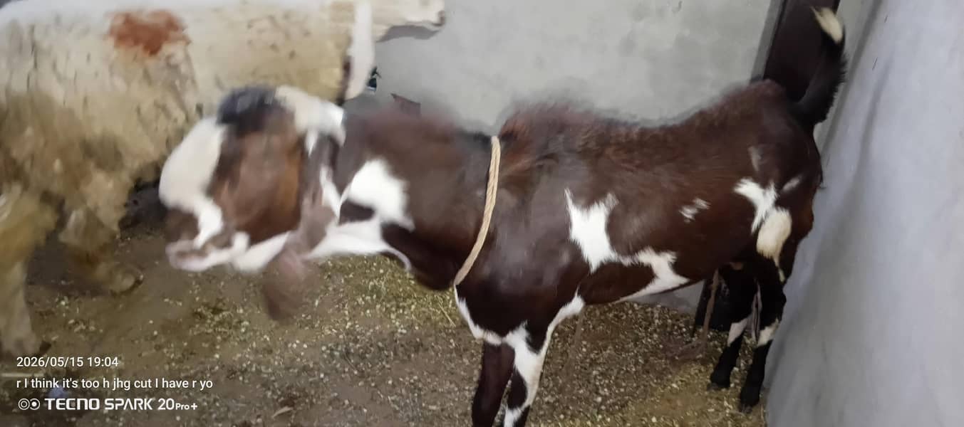 khassi ha bakra 1
