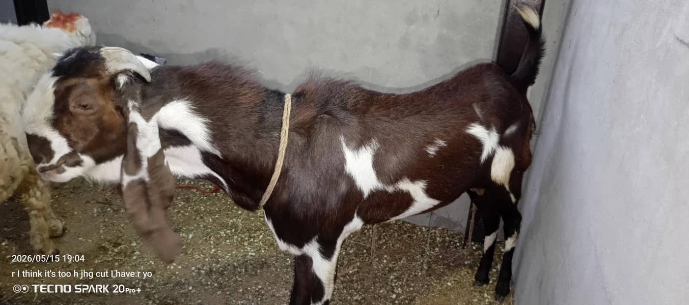 khassi ha bakra 2