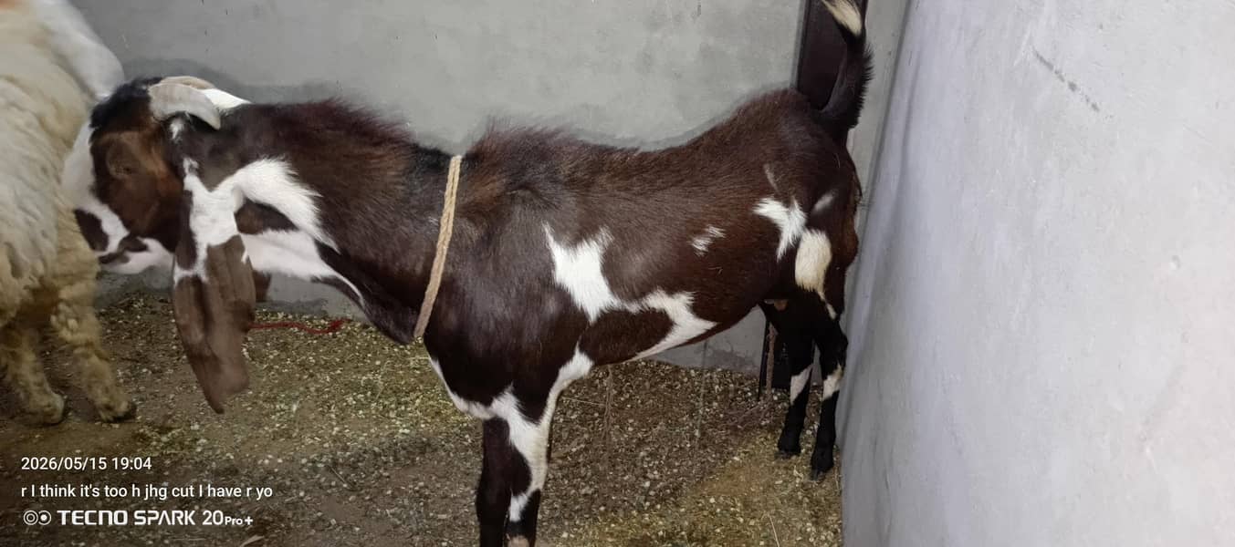 khassi ha bakra 3