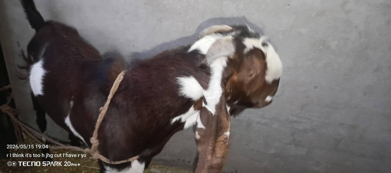 khassi ha bakra 4