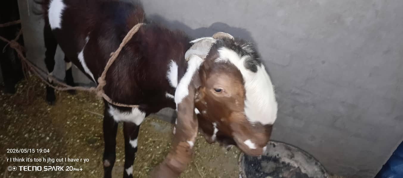 khassi ha bakra 5