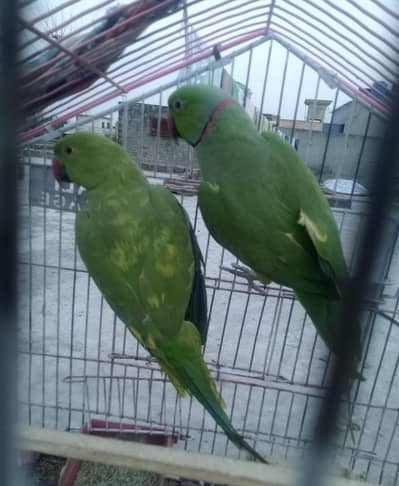 kashmiri parrots for sale