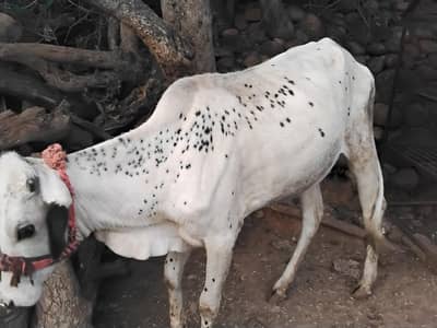 Healthy White and Brown Bachri for Sale (2 Years Old)   |