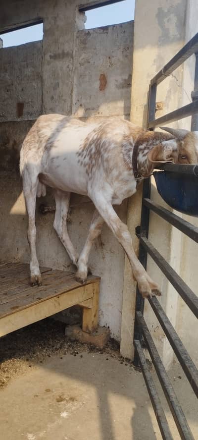 2 dant bakra for sale